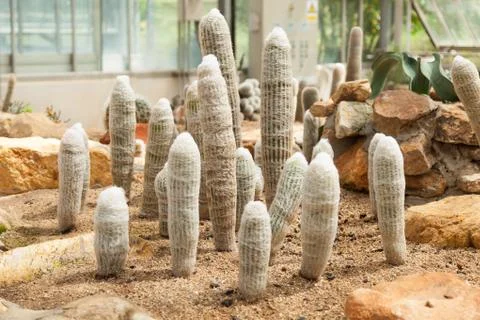 Cactus Stock Photos