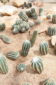 Cactus Stock Photos