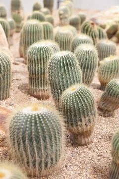 Cactus Stock Photos