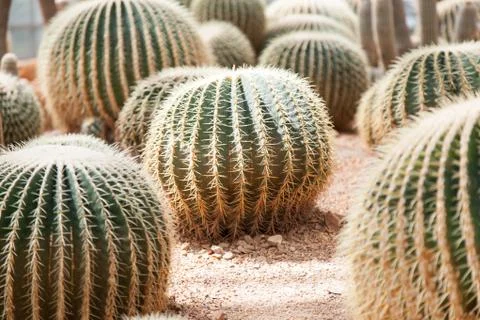 Cactus Stock Photos