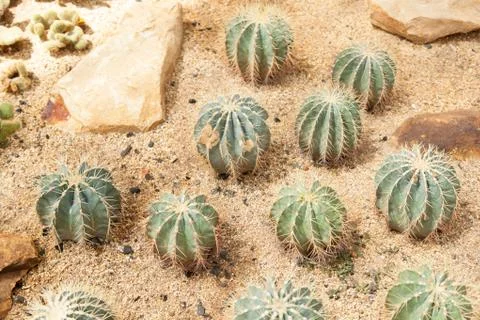 Cactus Stock Photos