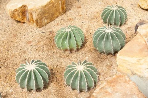 Cactus Stock Photos