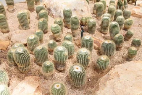 Cactus Stock Photos