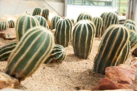 Cactus Stock Photos