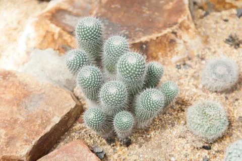 Cactus Stock Photos