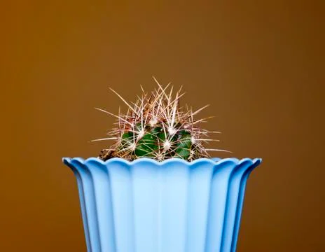 Cactus. 스톡 사진
