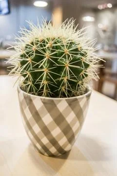 Cactus Stock Photos
