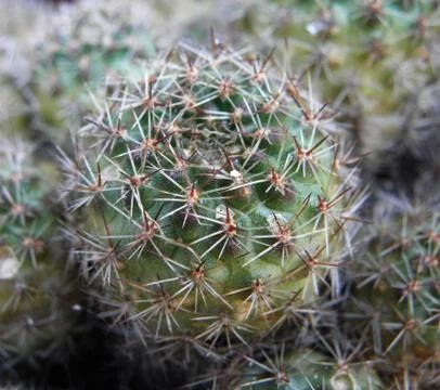 Cactus 스톡 사진