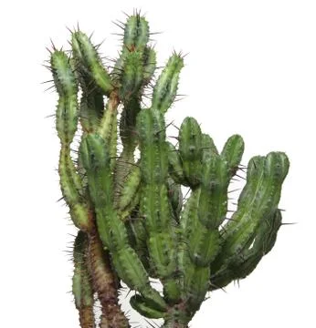 Cactus Stock Photos