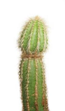 Cactus Stock Photos