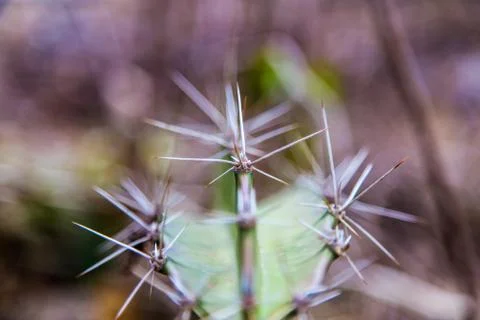 Cactus Stock Photos