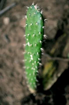 Cactus Stock Photos
