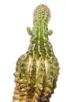 Cactus Stock Photos