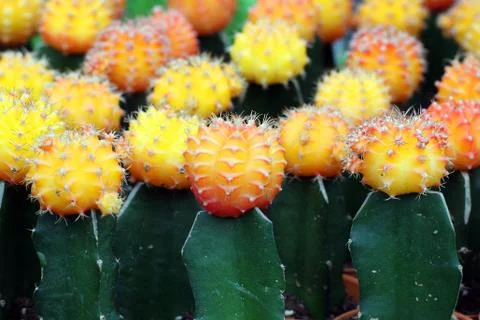 Cactus Stock Photos