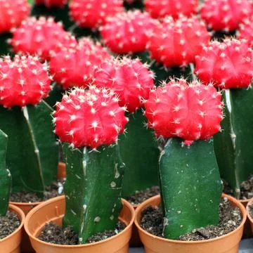 Cactus Stock Photos