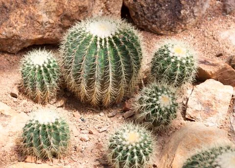 Cactus Stock Photos