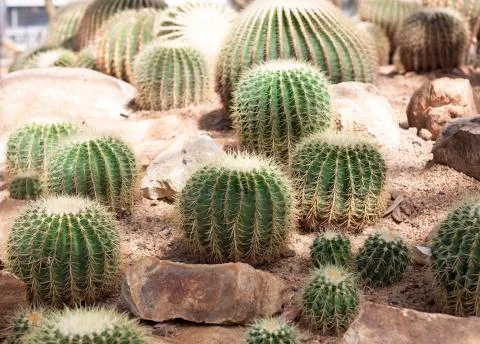 Cactus Stock Photos