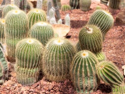 Cactus Stock Photos