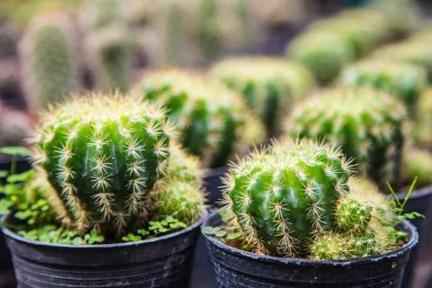 Cactus Stock Photos