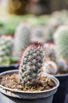 Cactus Stock Photos