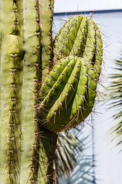 Cactus Stock Photos