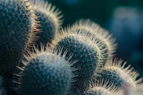 Cactus Stock Photos