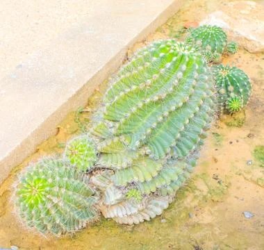 Cactus Stock Photos
