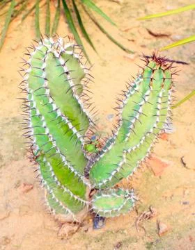 Cactus Stock Photos