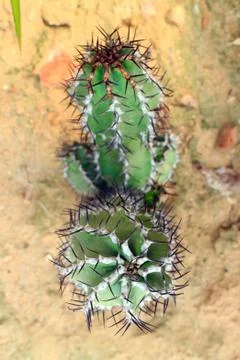 Cactus Stock Photos