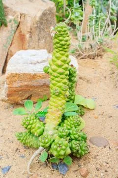 Cactus Stock-Fotos