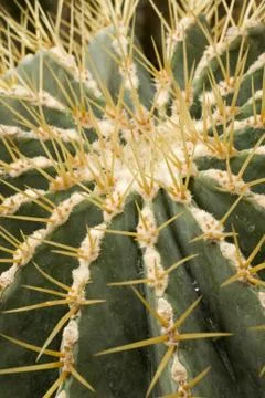 Cactus Stock Photos