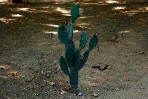 Cactus Fotos de archivo
