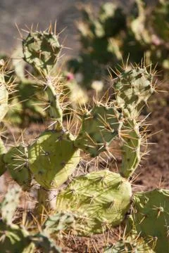 Cactus Stock Photos