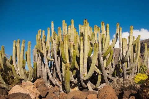 Cactus Stock Photos