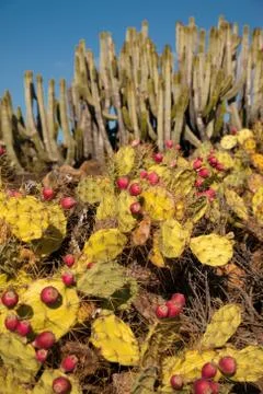 Cactus Stock Photos