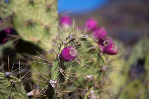 Cactus Stock Photos