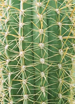 Cactus Stock Photos