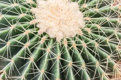 Cactus Stock Photos