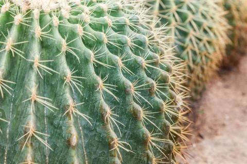 Cactus Stock Photos