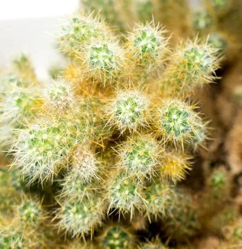 Cactus. Stock Photos