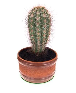 Cactus Stock Photos