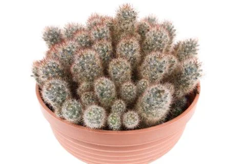 Cactus Stock Photos