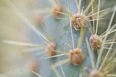 Cactus Stock Photos