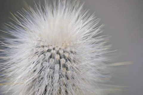 Cactus Stock Photos