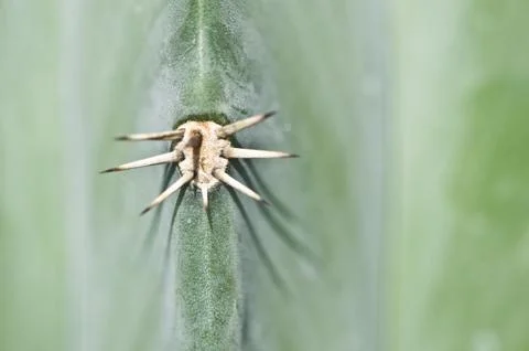 Cactus Stock Photos