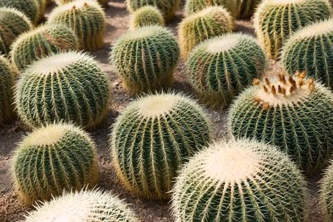 Cactus Stock Photos