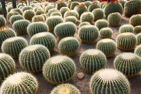 Cactus Stock Photos