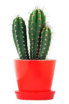 Cactus Stock Photos