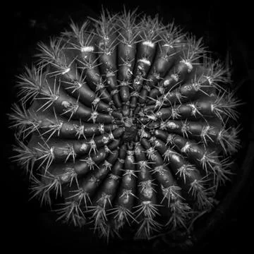 Cactus Fotos de archivo