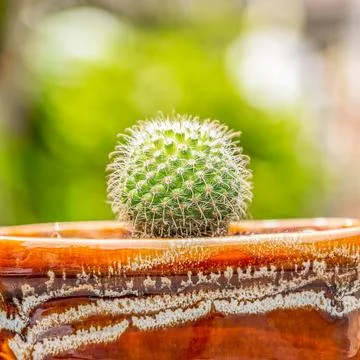 Cactus Stock Photos